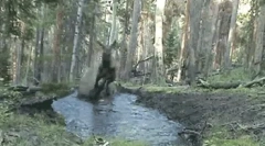 Elk: neverovatne činjenice o fluffy gigant